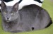 fauna010.jpg