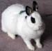 fauna011.jpg